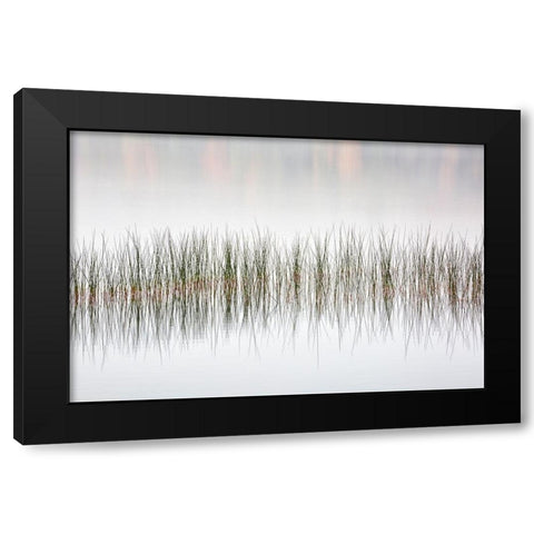 USA-New York-Adirondacks Long Lake-reeds-fog-and fall foliage at Eaton Lake Black Modern Wood Framed Art Print with Double Matting by Collins, Ann