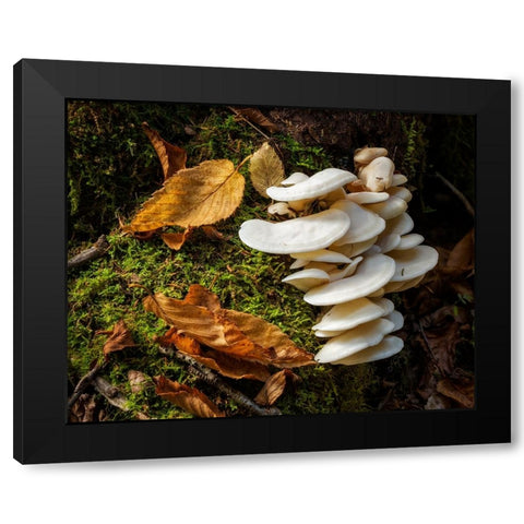 USA-New York-Adirondacks Long Lake-fungi growing at base of tree next to Forked Lake Black Modern Wood Framed Art Print by Collins, Ann