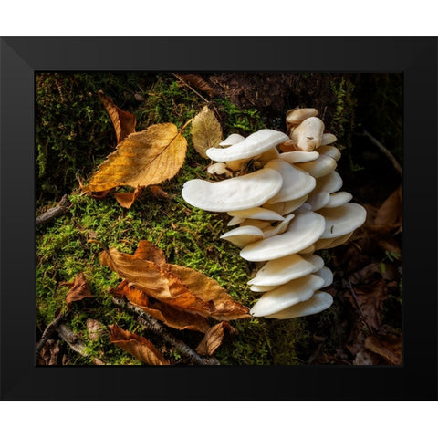 USA-New York-Adirondacks Long Lake-fungi growing at base of tree next to Forked Lake Black Modern Wood Framed Art Print by Collins, Ann