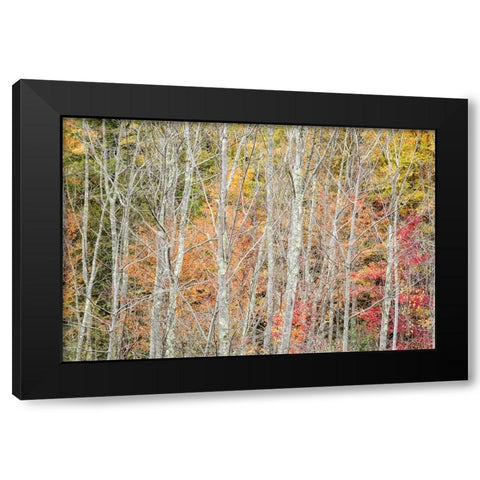 USA-New York-Adirondacks Keene-autumn foliage past peak Black Modern Wood Framed Art Print with Double Matting by Collins, Ann