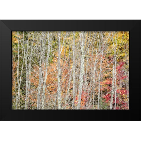 USA-New York-Adirondacks Keene-autumn foliage past peak Black Modern Wood Framed Art Print by Collins, Ann