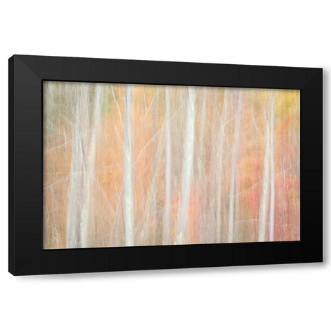 USA-New York-Adirondacks Keene-abstract of autumn foliage and bare trees Black Modern Wood Framed Art Print by Collins, Ann