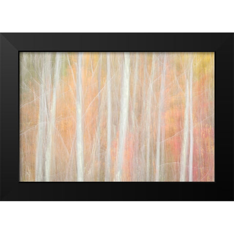 USA-New York-Adirondacks Keene-abstract of autumn foliage and bare trees Black Modern Wood Framed Art Print by Collins, Ann