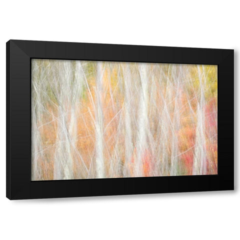 USA-New York-Adirondacks Keene-abstract of autumn foliage and bare trees Black Modern Wood Framed Art Print by Collins, Ann