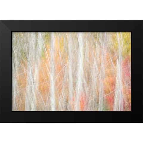 USA-New York-Adirondacks Keene-abstract of autumn foliage and bare trees Black Modern Wood Framed Art Print by Collins, Ann