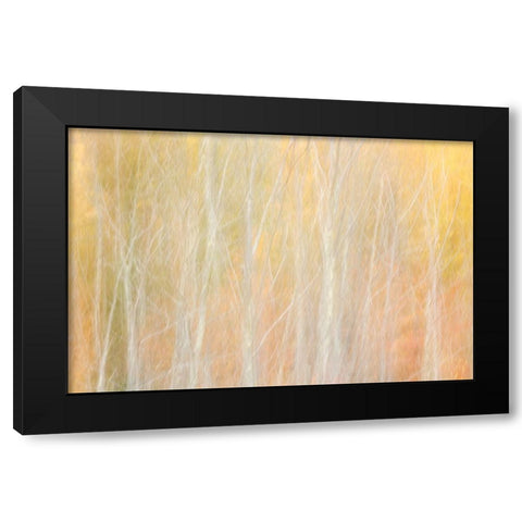 USA-New York-Adirondacks Keene-abstract of autumn foliage and bare trees Black Modern Wood Framed Art Print by Collins, Ann