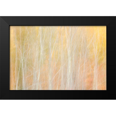 USA-New York-Adirondacks Keene-abstract of autumn foliage and bare trees Black Modern Wood Framed Art Print by Collins, Ann