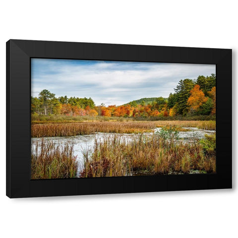 USA-New York-Adirondacks Bolton Landing-forest preserve marsh near Lake George Black Modern Wood Framed Art Print by Collins, Ann