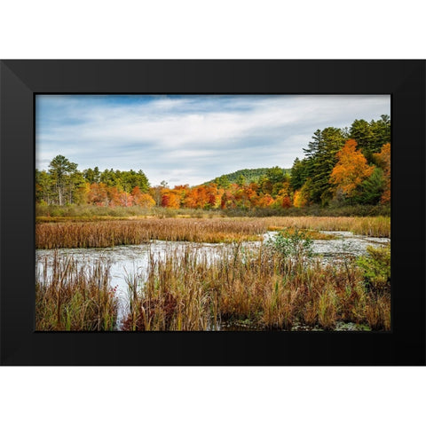 USA-New York-Adirondacks Bolton Landing-forest preserve marsh near Lake George Black Modern Wood Framed Art Print by Collins, Ann