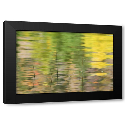 NY, Adirondacks, Reflections in water with reeds Black Modern Wood Framed Art Print by Rotenberg, Nancy