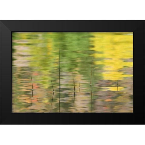NY, Adirondacks, Reflections in water with reeds Black Modern Wood Framed Art Print by Rotenberg, Nancy