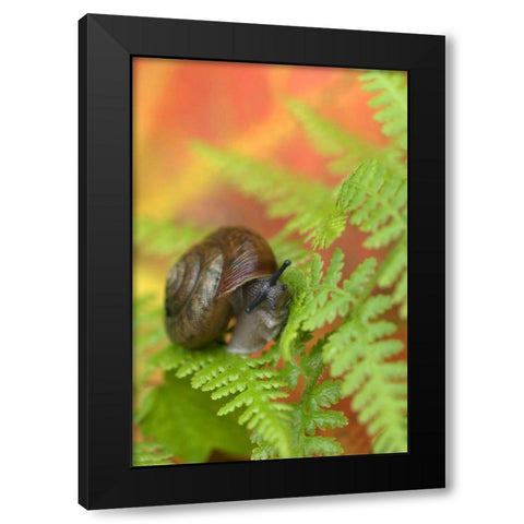 USA, New York, Adirondacks, Snail on Fern in Fall Black Modern Wood Framed Art Print by Rotenberg, Nancy
