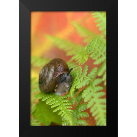 USA, New York, Adirondacks, Snail on Fern in Fall Black Modern Wood Framed Art Print by Rotenberg, Nancy