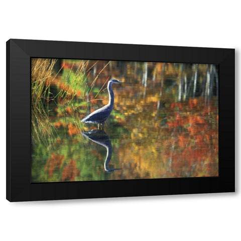 NY, Adirondacks, Great Blue Heron Reflection Black Modern Wood Framed Art Print by Rotenberg, Nancy