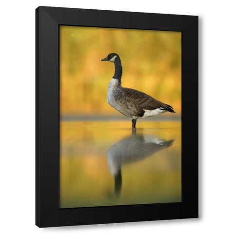 NY, New York City, Queens Canada goose in water Black Modern Wood Framed Art Print with Double Matting by Morris, Arthur