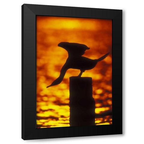 NY, Silhouette of double crested cormorant Black Modern Wood Framed Art Print by Morris, Arthur