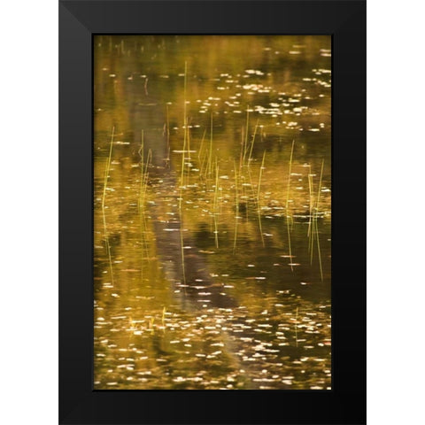 NY, Adirondack Park Fall reflections on a pond Black Modern Wood Framed Art Print by OBrien, Jay