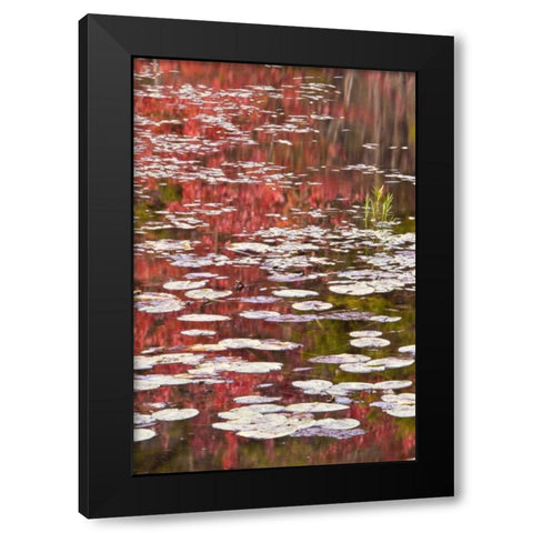 PA Autumn reflections and lily pads on lake Black Modern Wood Framed Art Print with Double Matting by OBrien, Jay