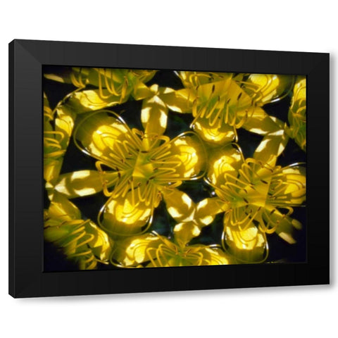 NY, Slingerlands Abstract of Daylilies Black Modern Wood Framed Art Print with Double Matting by Noble Gardner, Nancy