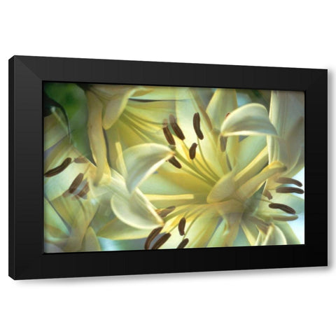 NY, Slingerlands Oriental lilies abstract Black Modern Wood Framed Art Print with Double Matting by Noble Gardner, Nancy
