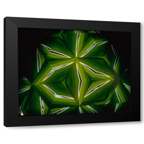 NY, Slingerlands A kaleidoscope of  iris leaves Black Modern Wood Framed Art Print by Noble Gardner, Nancy