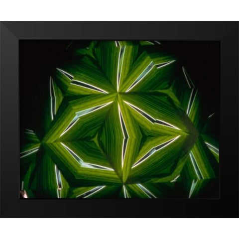 NY, Slingerlands A kaleidoscope of  iris leaves Black Modern Wood Framed Art Print by Noble Gardner, Nancy