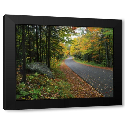 NY, Adirondack Mts Autumn trees line road Black Modern Wood Framed Art Print with Double Matting by Terrill, Steve