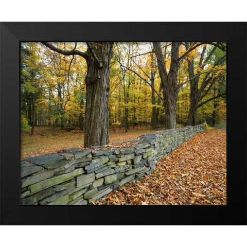 New York, Greene County Hand-built stone fence Black Modern Wood Framed Art Print by Terrill, Steve