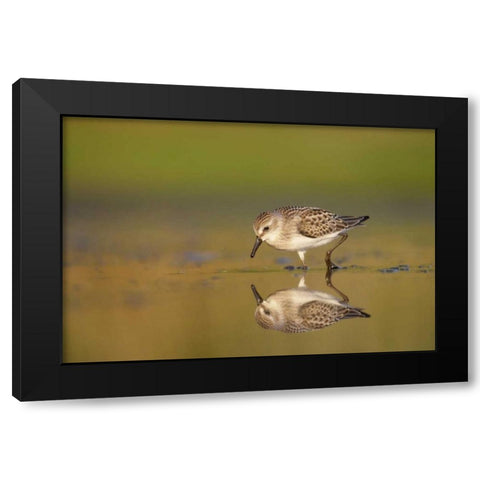 New York City, Semipalmated sandpiper hunts Black Modern Wood Framed Art Print by Morris, Arthur