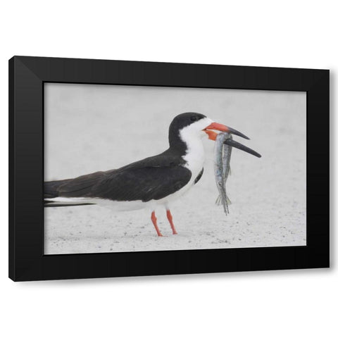 NY, Point Lookout Black skimmer with fish Black Modern Wood Framed Art Print by Morris, Arthur