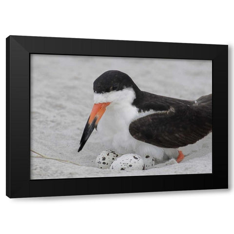 NY, Nickerson Beach Black skimmer sits on eggs Black Modern Wood Framed Art Print with Double Matting by Morris, Arthur