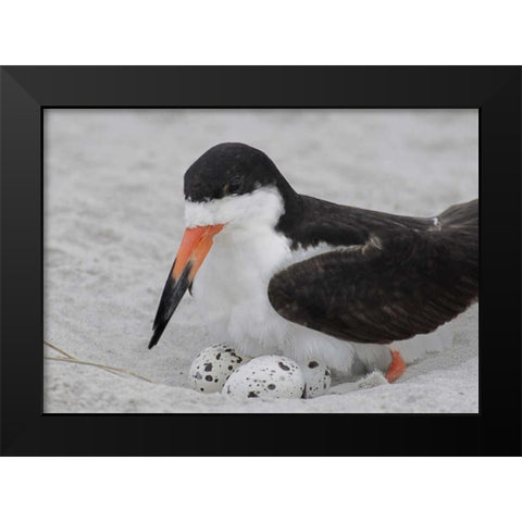 NY, Nickerson Beach Black skimmer sits on eggs Black Modern Wood Framed Art Print by Morris, Arthur