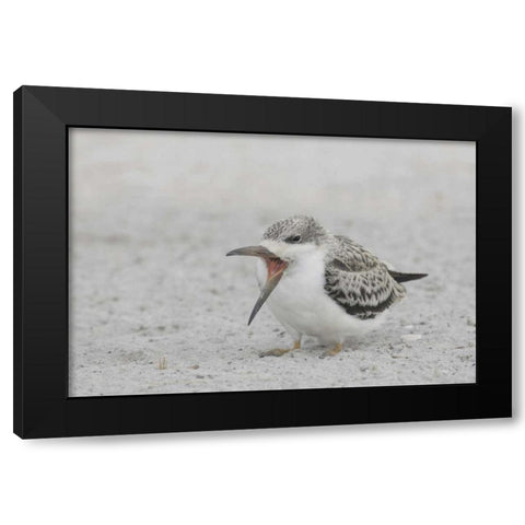 NY, Nickerson Beach, Black skimmer chick on beach Black Modern Wood Framed Art Print by Morris, Arthur