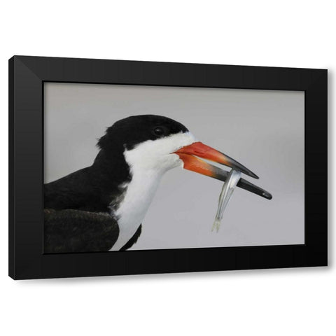 NY, Nickerson Beach, Black skimmer carrying fish Black Modern Wood Framed Art Print by Morris, Arthur