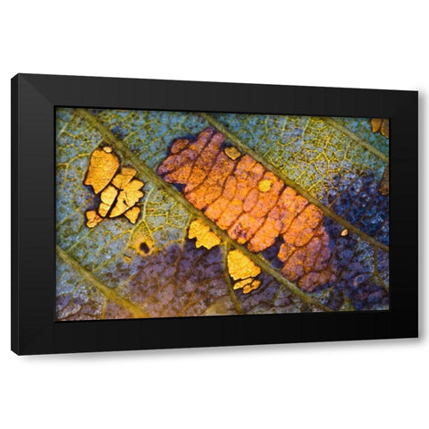 New York, Adirondack Mountains Backlit Leaf Black Modern Wood Framed Art Print by Rotenberg, Nancy