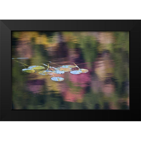 NY, Adirondack Lily pads amid fall reflections Black Modern Wood Framed Art Print by Rotenberg, Nancy