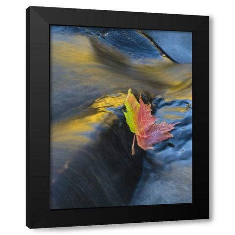 NY, Adirondack Mts Maple leaf floats downstream Black Modern Wood Framed Art Print by Rotenberg, Nancy