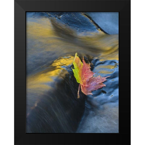 NY, Adirondack Mts Maple leaf floats downstream Black Modern Wood Framed Art Print by Rotenberg, Nancy