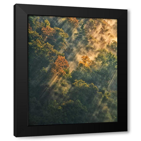 NY, Letchworth SP Sunrise lights foggy forest Black Modern Wood Framed Art Print with Double Matting by OBrien, Jay