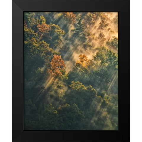 NY, Letchworth SP Sunrise lights foggy forest Black Modern Wood Framed Art Print by OBrien, Jay