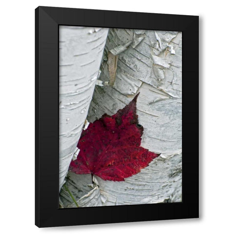 New York, Inlet Maple leaf on aspen tree trunk Black Modern Wood Framed Art Print with Double Matting by OBrien, Jay