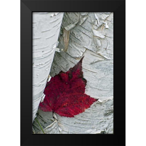 New York, Inlet Maple leaf on aspen tree trunk Black Modern Wood Framed Art Print by OBrien, Jay