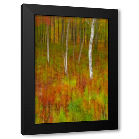 New York, Inlet Abstract of autumn forest scene Black Modern Wood Framed Art Print with Double Matting by OBrien, Jay