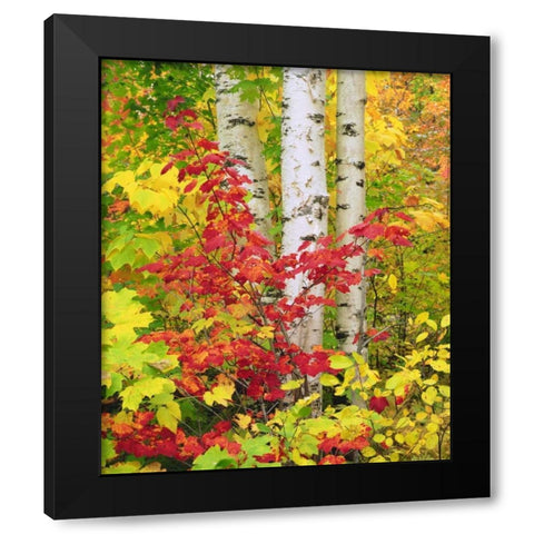 NY, Adirondack Park, Autumn of Birch and Maples Black Modern Wood Framed Art Print with Double Matting by Talbot Frank, Christopher