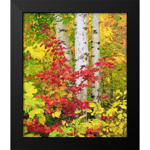 NY, Adirondack Park, Autumn of Birch and Maples Black Modern Wood Framed Art Print by Talbot Frank, Christopher