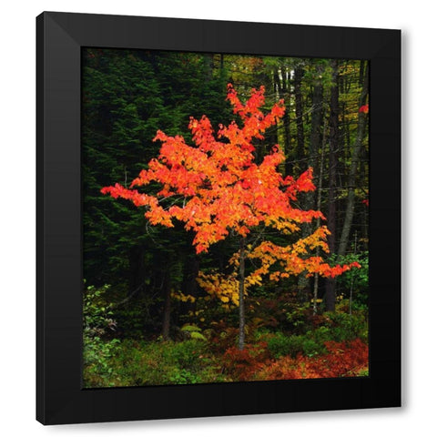 New York, Adirondack Park, Autumn Maple trees Black Modern Wood Framed Art Print by Talbot Frank, Christopher