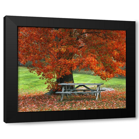 New York, West Park Bench under maple in autumn Black Modern Wood Framed Art Print by Terrill, Steve