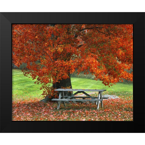 New York, West Park Bench under maple in autumn Black Modern Wood Framed Art Print by Terrill, Steve