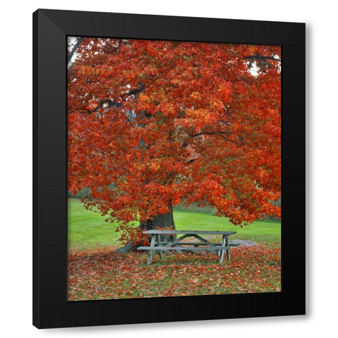 New York, West Park Bench under maple in autumn Black Modern Wood Framed Art Print with Double Matting by Terrill, Steve