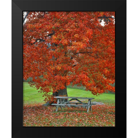 New York, West Park Bench under maple in autumn Black Modern Wood Framed Art Print by Terrill, Steve